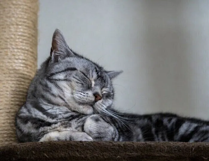 アメリカンショートヘア