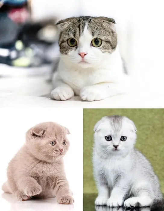 スコティッシュフォールド